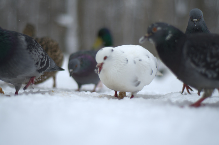 And it's just a dove - My, , Nikon d7000, Ryazan, Pigeon