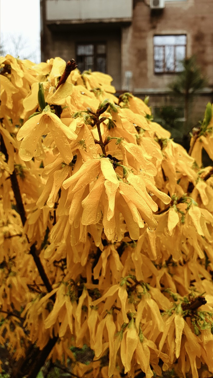 Light colors on a rainy day. - My, Flowers, Spring, The photo, 