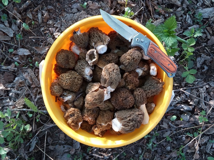 The season has opened! - My, Mushrooms, Lines, Silent hunt, Morels