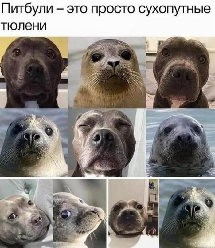 Is there a similarity? Yes, definitely! - Pitbull, Seal, Dog, Animals