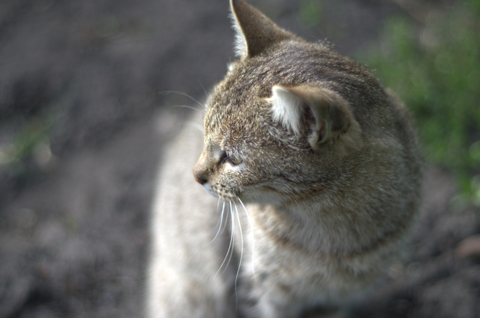 rustic beauty - My, , cat, Village, Longpost, Catomafia