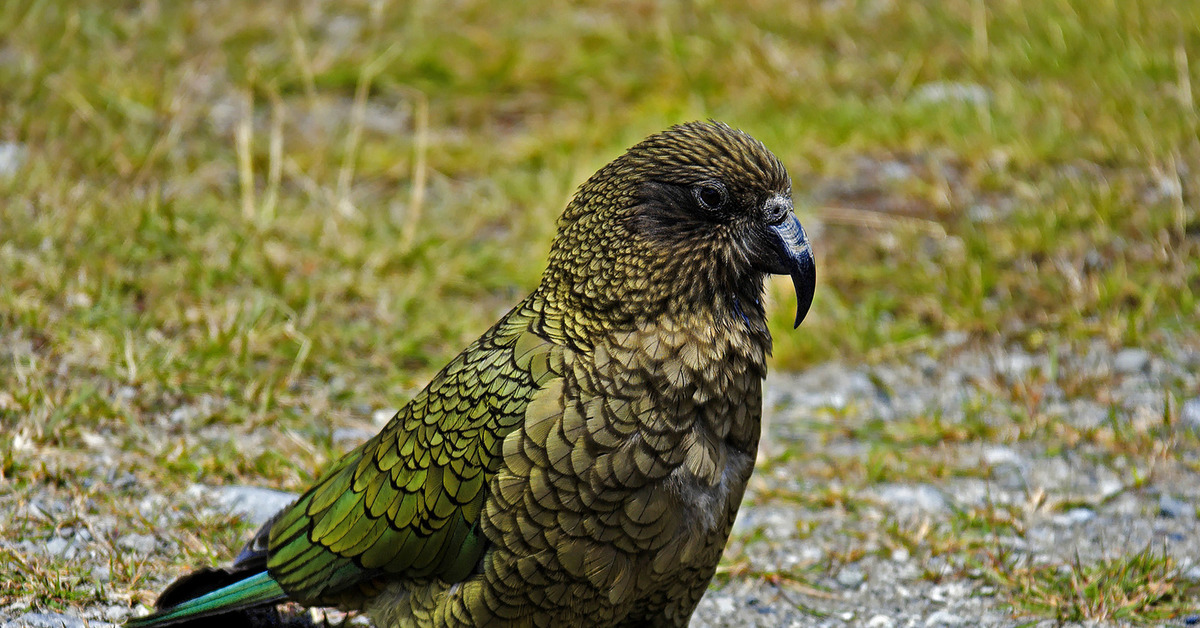 Попугай хищник. Новозеландский попугай Кеа. Попугай Кеа новая Зеландия. Хищный попугай Кеа.