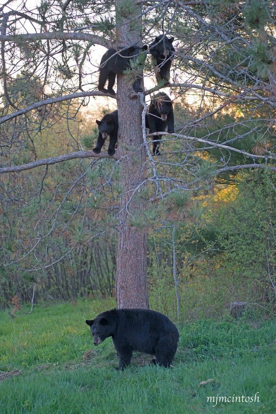 When you play hide and seek with the kids - The photo, The Bears, Young