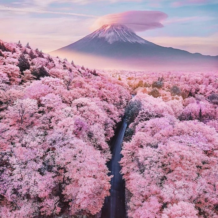 Sakura - Sakura, Landscape, The mountains, beauty, Road, Japan, Spring, Fujiyama