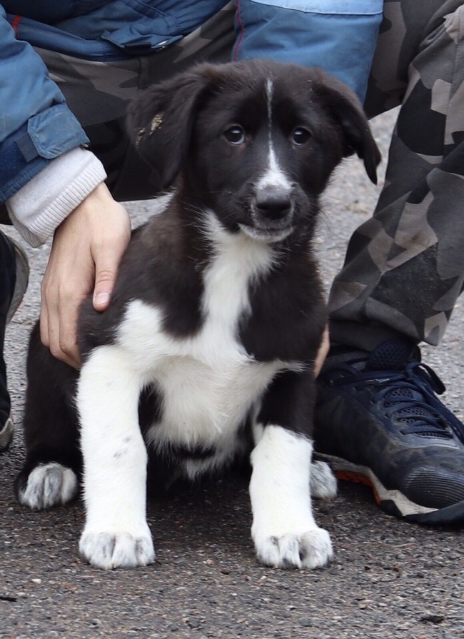 The dog and its future owner - My, Animal shelter, Shelter Rzhevka, Saint Petersburg, Longpost, Volunteering, Video, Dog, No rating