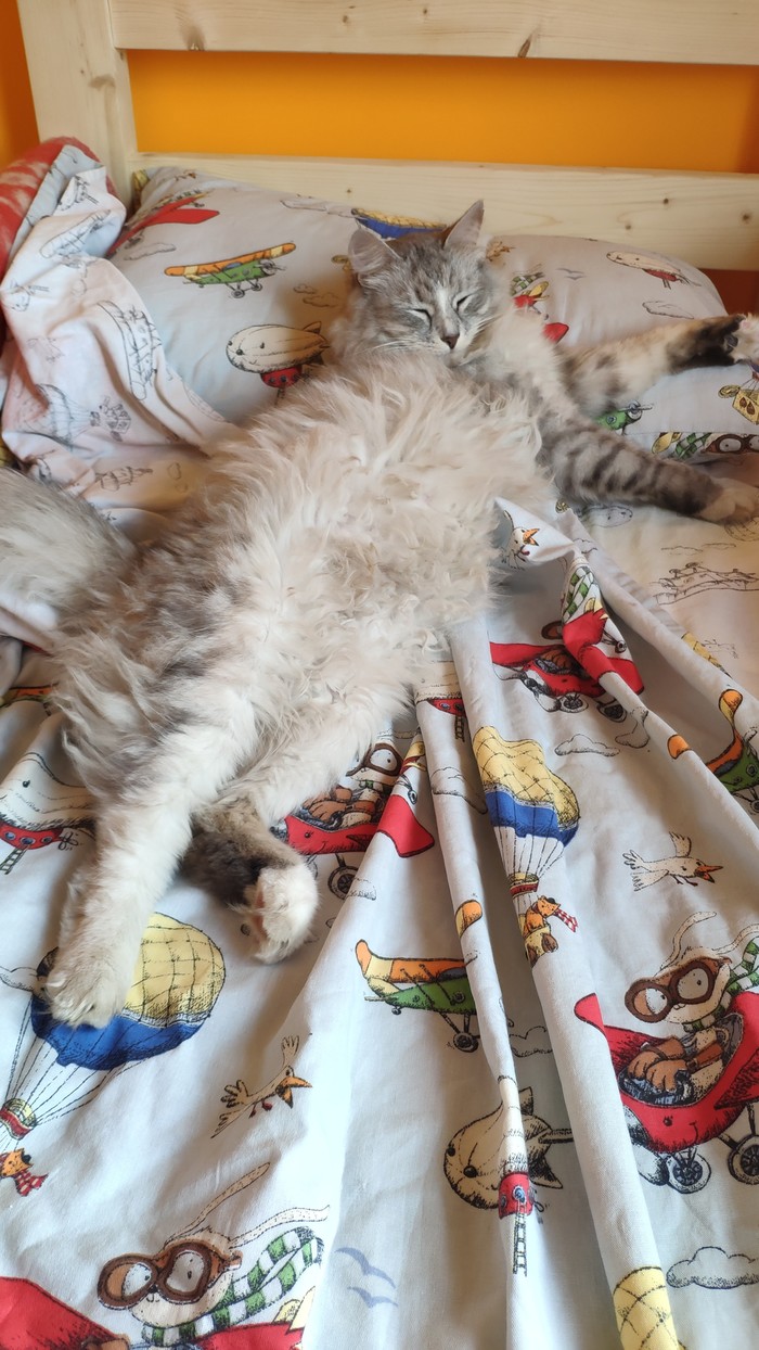 mr cat loves to relax - My, Mister, cat, Longpost