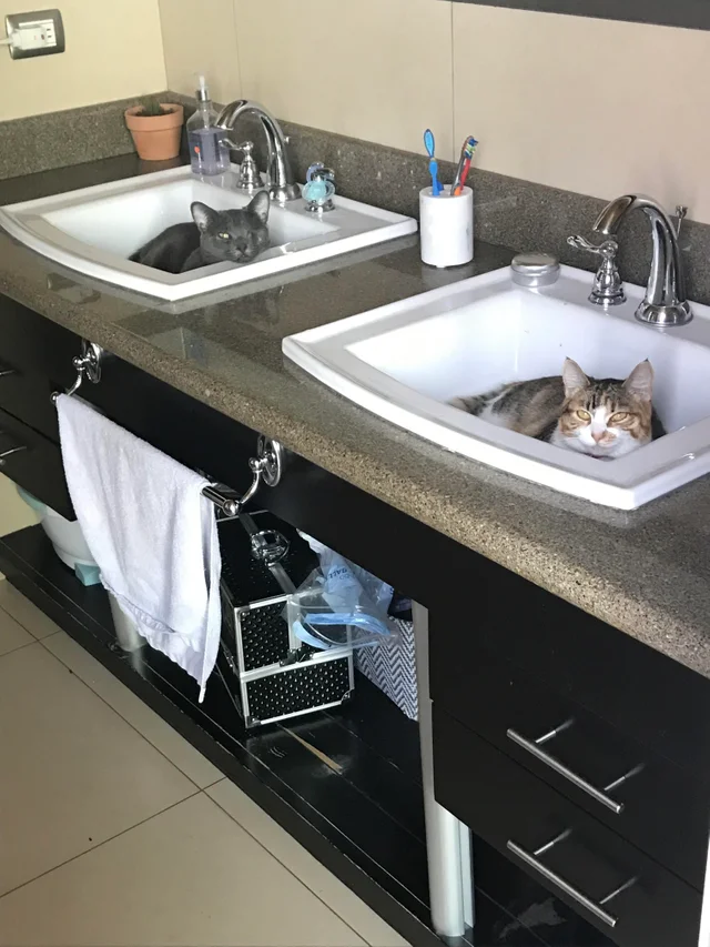 Look Vaska, they show us in Peekaboo. I told you - shells are the right option. - cat, Pets, Sink