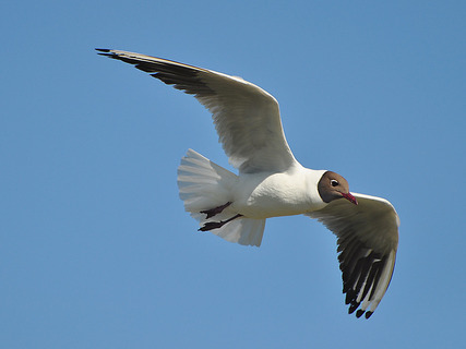 A fast seagull flies over the lake... - Seagulls, Transbaikalia, Shilka, Longpost