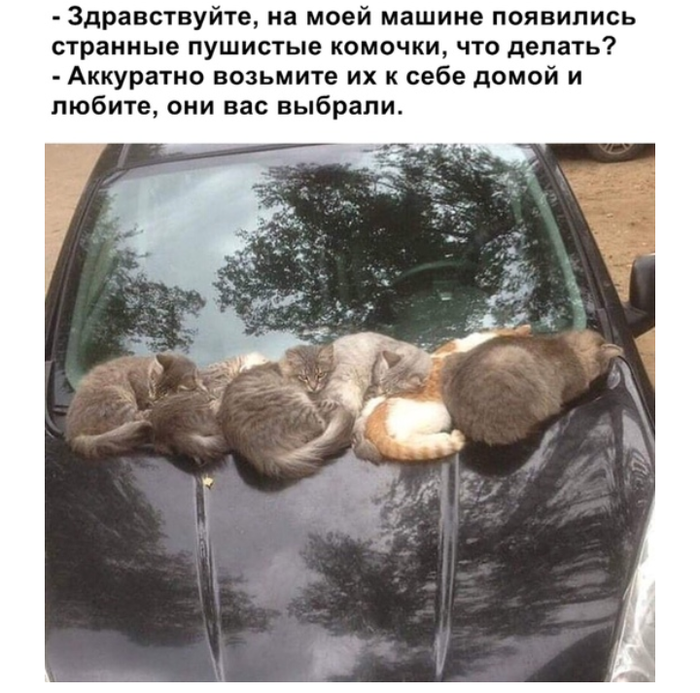 1556951480160662019.png