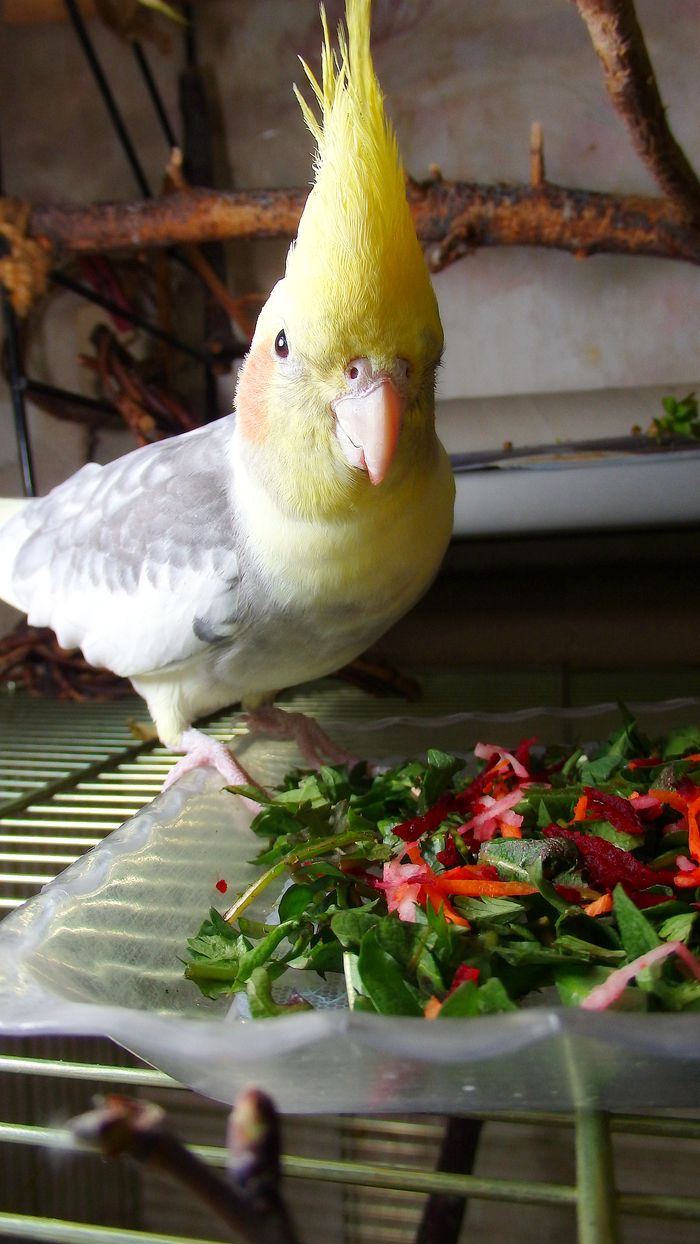 Сезон зелени открыт! Птицы, Попугай, Корелла, Воробей Тоша, Питание, Зелень, Длиннопост