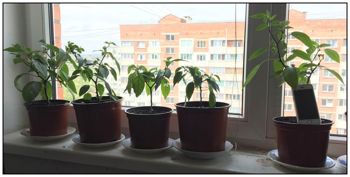 Growing hot jalapeno peppers on a windowsill. Part 2. - My, , , Growing, Pepper, Basil, Longpost