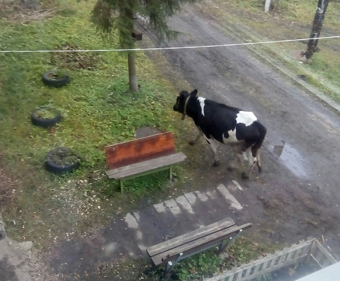 The cow is lost.) - My, Photo on sneaker, Animals, Pet, Pets