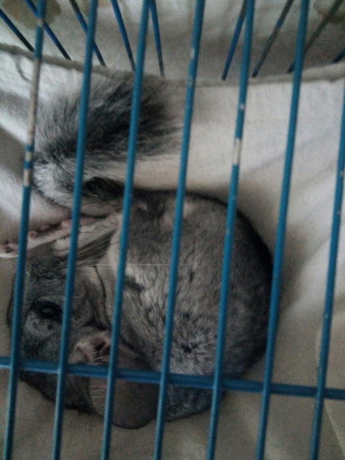 This is how a chinchilla sleeps in a hammock. - Pets, Chinchilla