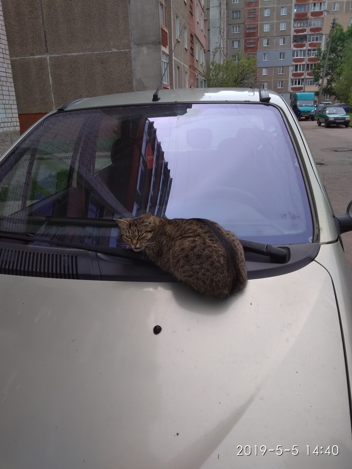 watchman) - My, cat, Car