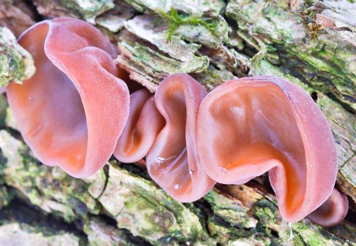 Mushrooms and countries. - Mushrooms, Сельское хозяйство, Nature, Longpost