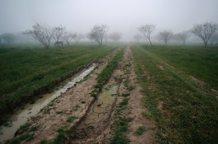 Road - My, The photo, Nature, Landscape, Road, Fog, Horses