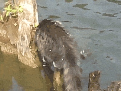 Кот на рыбалке Кот, Котомафия, Милота, Рыбалка, Гифка, Длиннопост