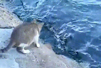 Кот на рыбалке Кот, Котомафия, Милота, Рыбалка, Гифка, Длиннопост