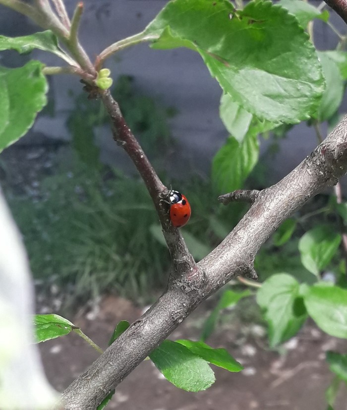 ladybug - My, The photo, ladybug, Spring