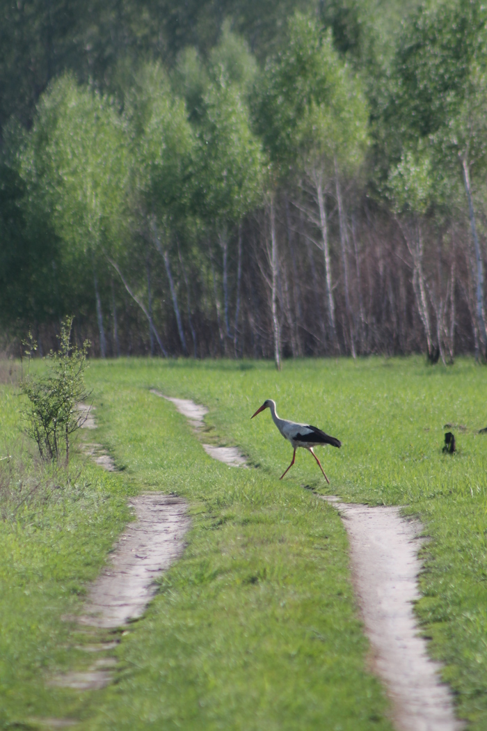 Brought the baby and quietly dumps - My, Stork, White stork, The photo, Birds