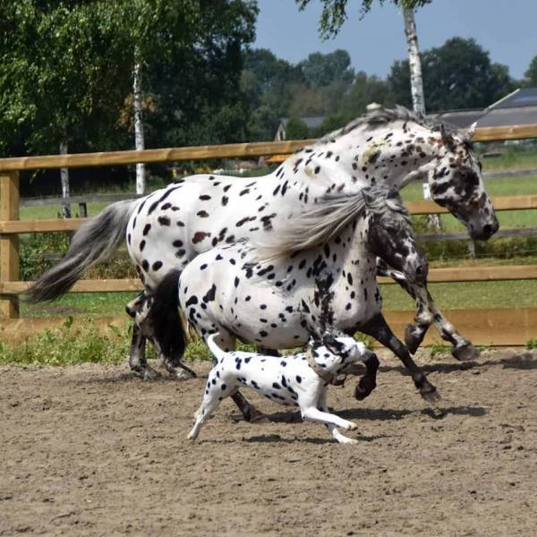 Races - Horses, Appaloosa, Dog, Dalmatian, Pony, Similarity