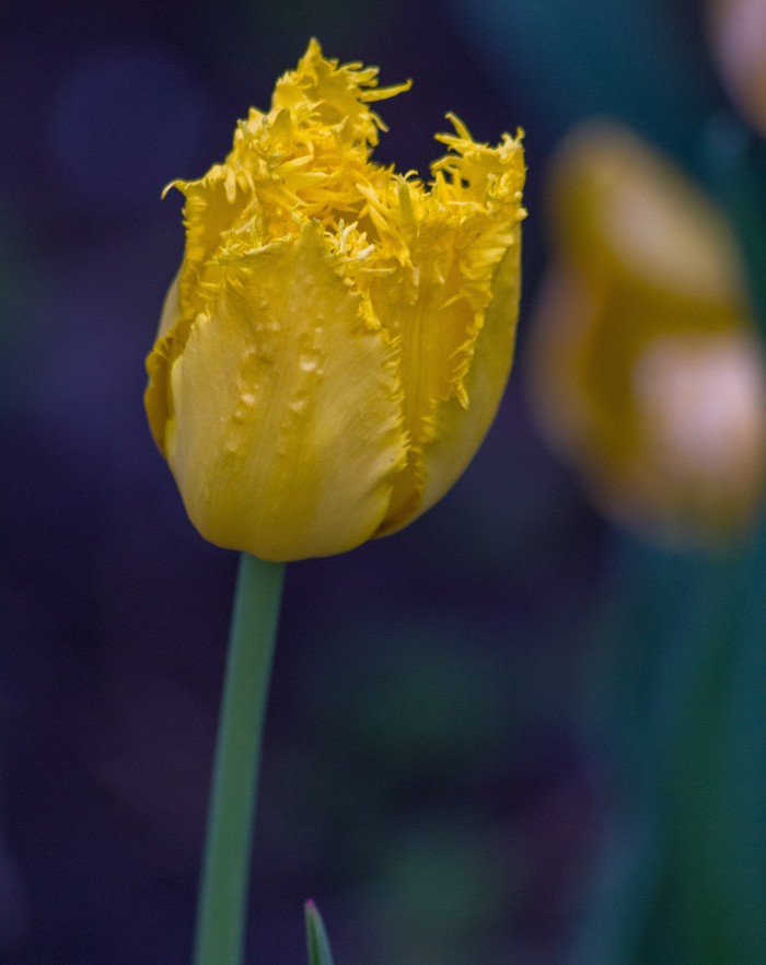 spring flowers - My, The photo, Tulips