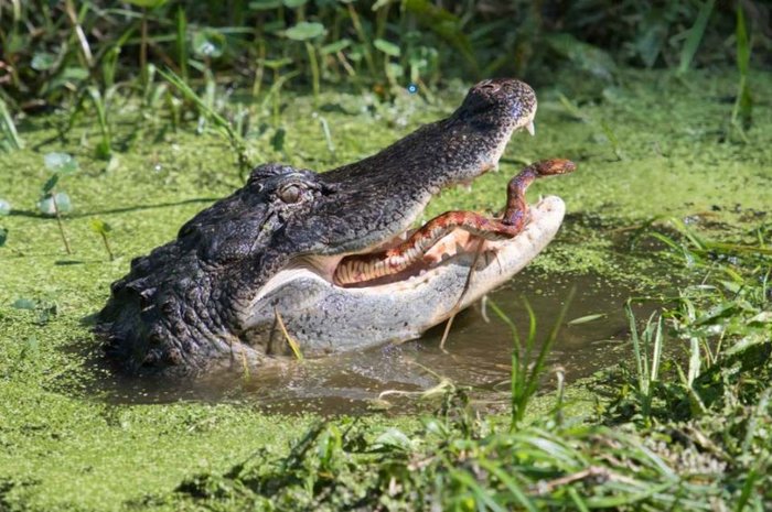 Snack delicacy - Crocodile, wildlife, Wild animals, Fight, Food, Snake, Crocodiles