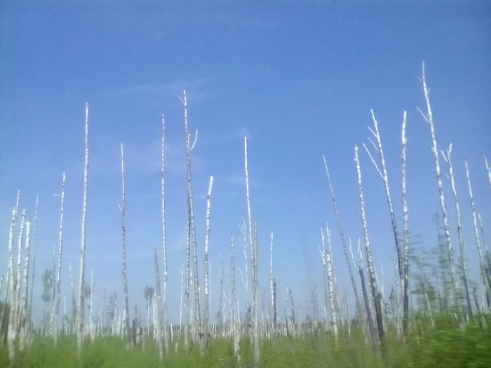 Birches in the swamp - My, Birch, Swamp, Tears, Longpost