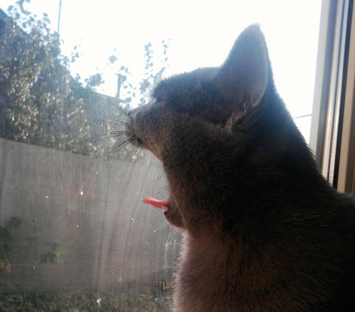 The reaction of the cat to the cat outside the window - My, cat, 