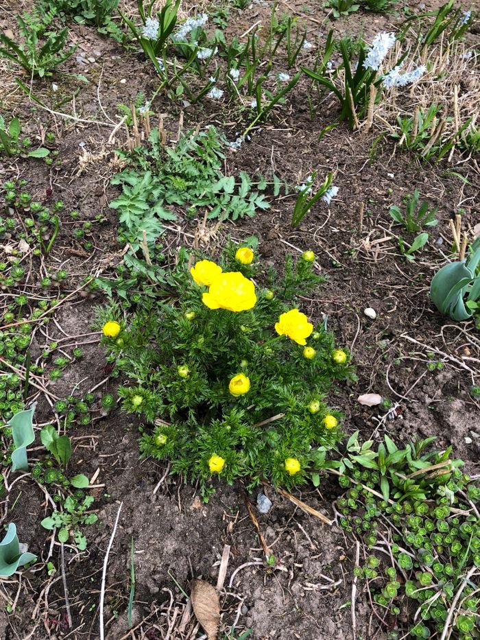 Что за цветок?