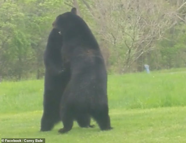 It's just that two bears decided to fight an American in the yard - Bear, Fight, Video, Longpost, The Bears