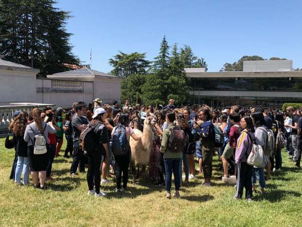 Lamas help students cope with stress - Animals, Llama, Longpost