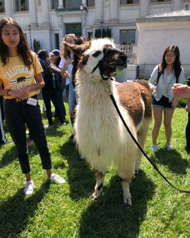 Lamas help students cope with stress - Animals, Llama, Longpost