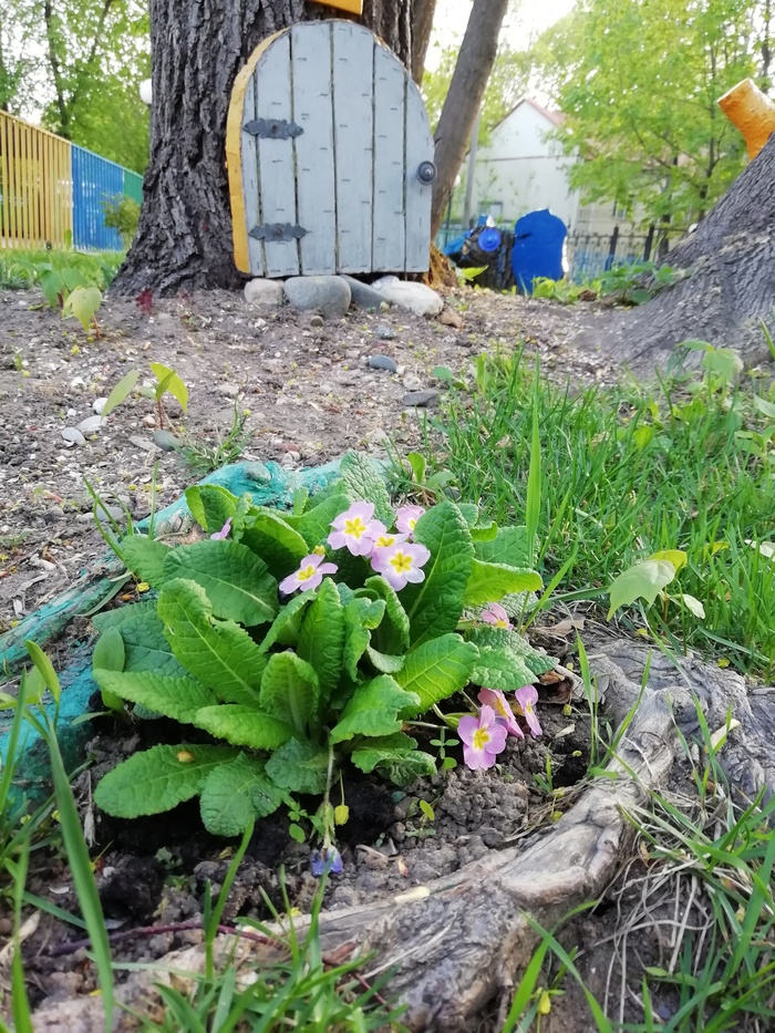 Fairy yard with a greenhouse in the roots of trees. - My, Spring, Flowers, Flower, House in the woods