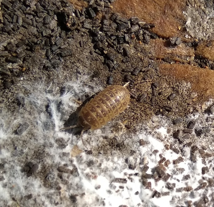 Что за зверь?