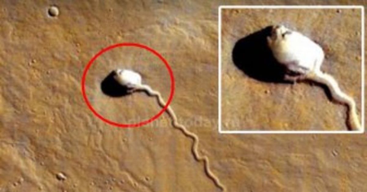 Кто живет на марсе. Странные объекты на Марсе. Странное существо на Марсе. Странные вещи на Марсе.