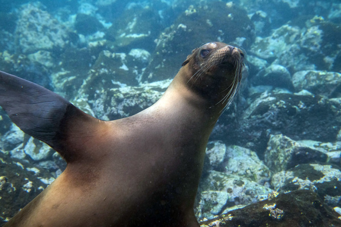 Galapagos seals - My, Galapagos Islands, Sea lion, Snorkeling, Sea, Travels, Longpost