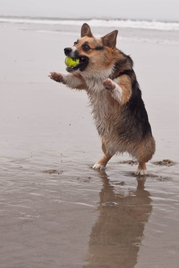 beach fun - Corgi, Dog, Longpost