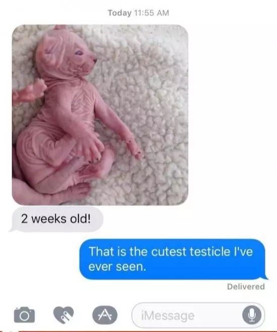 Two weeks old - cat, Testicles, Scrotum, Wrinkles