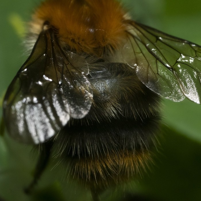 Sleepy shemale ass) - My, Beginning photographer, Insects, Bumblebee, Macro, Macro photography, The photo