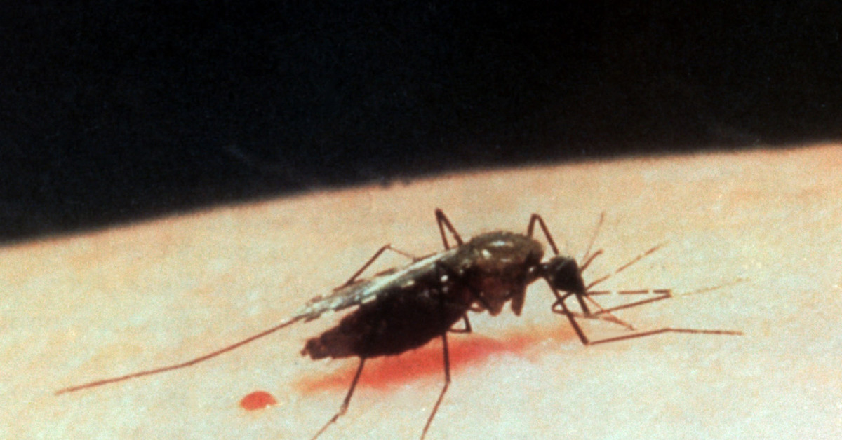Малярия укусы комаров. Малярийный комар укус смертельный?. Укус Малери малярийный комар. Укус от малярийного комара. Комар желтолихорадочный укус.