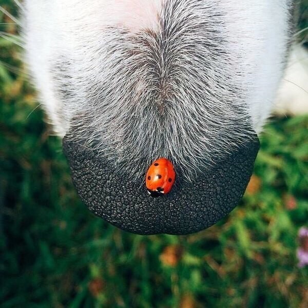 Summer on the nose - ladybug, Nose