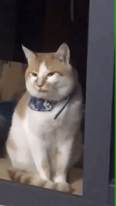 Заряжаю на зевоту. Недорого. Гифка, Котомафия, Зевота, Зараза, Кот