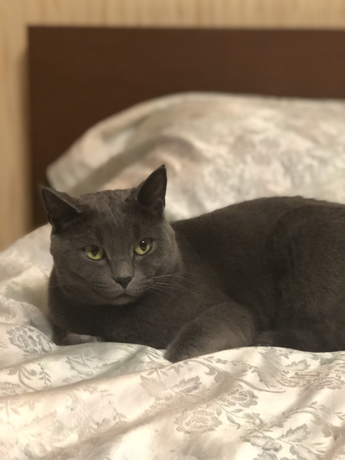 Cat gray - My, cat, Family, Longpost