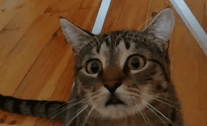 Режим охотника включён