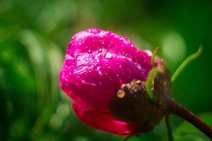 After the rain:) - My, Spring, Nature, Rain, The photo, Altai, Plants, Longpost, Altai Republic