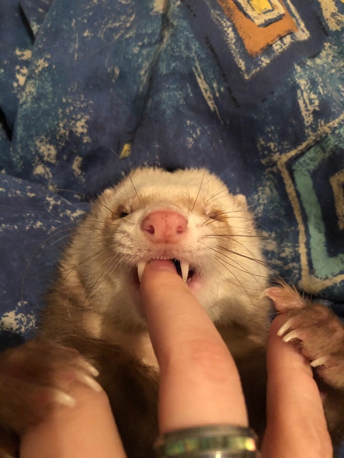 WHY YOU SHOULD NOT HAVE A FERTHER - My, Ferret, Pets, Care, Minuses, Longpost, Images, Coub