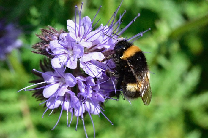 Bumblebee - My, Nikon, Macro, Bumblebee, Flowers, Macro photography