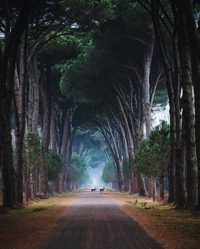 Pisa, Italy - The photo, beauty, beauty of nature, Pisa, Italy