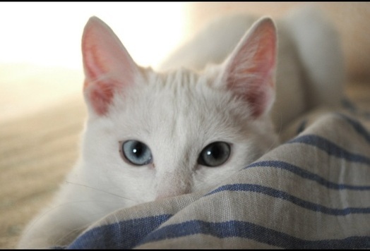 The cat is looking for a new home. - No rating, Yekaterinburg, Longpost, cat, In good hands, Heterochromia